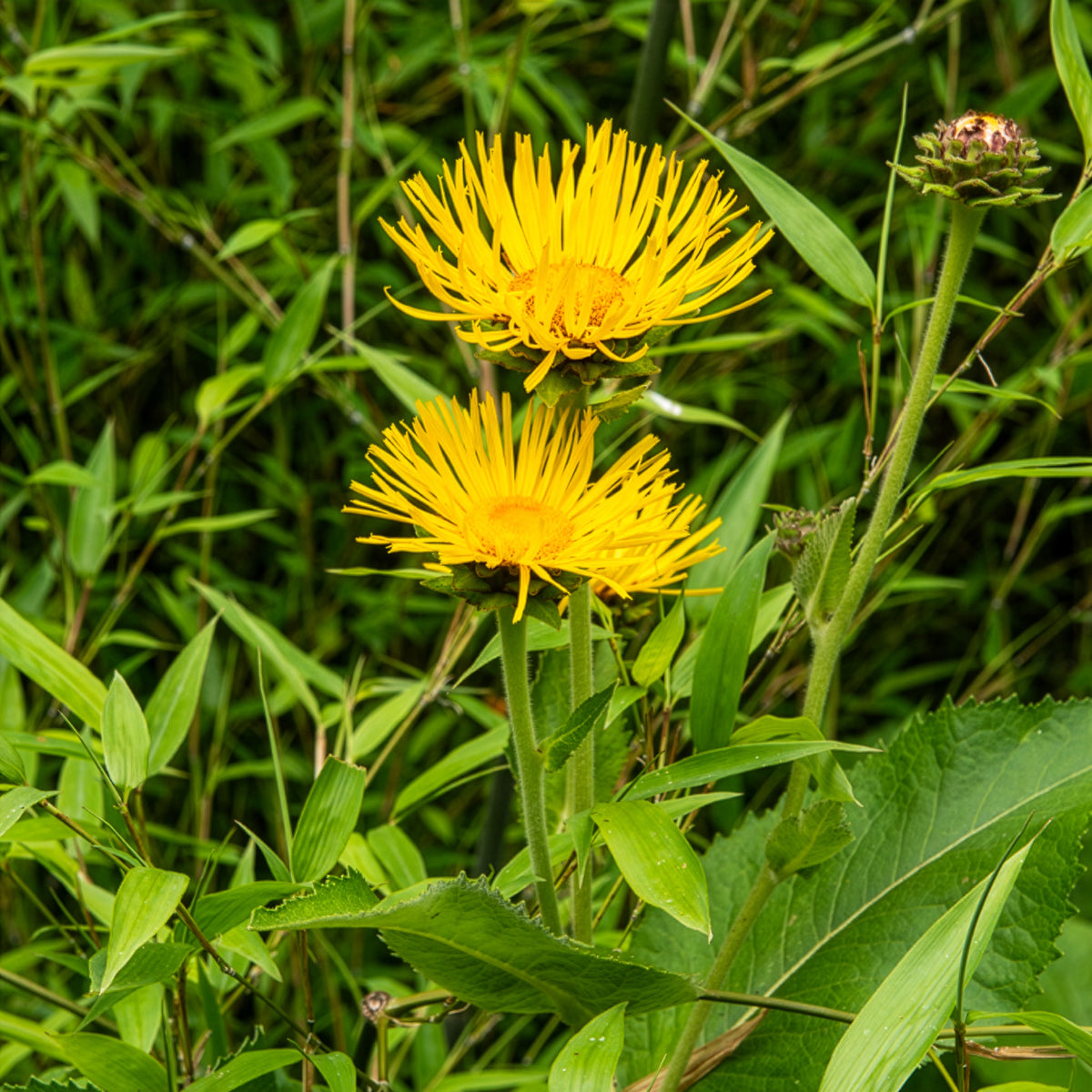 Aunée magnifique - Inula magnifica - Bakker