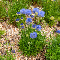 Jasione lisse Blaulicht - Bakker