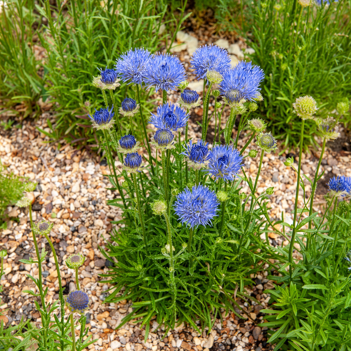 Jasione lisse Blaulicht - Bakker