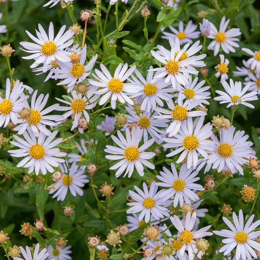 3 Faux-Asters japonais Charlotte