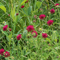 Petite scabieuse de Macédoine Mars Midget - Knautia macedonica Mars Midget - Bakker