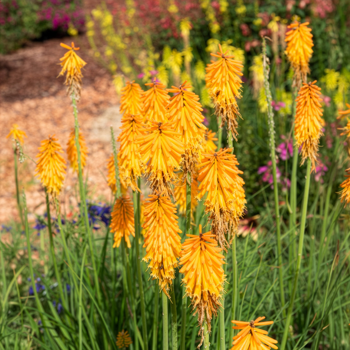 Kniphofia mango popsicle ( popsicle series ) - Tritoma Mango Popsicle - Kniphofia