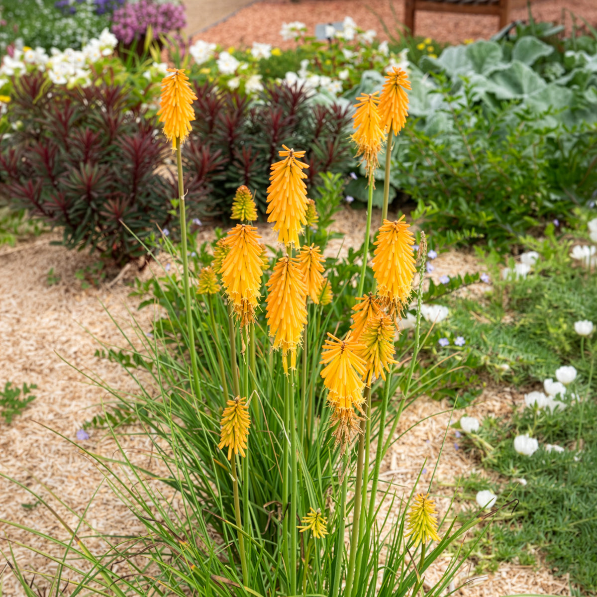 Vente Tritoma Mango Popsicle - Kniphofia mango popsicle ( popsicle series )