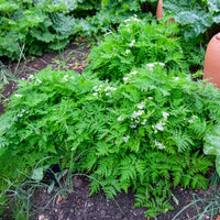 Plantes vivaces - Cerfeuil musqué - Myrrhis odorata