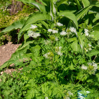 Myrrhis odorata - Cerfeuil musqué - Plantes vivaces
