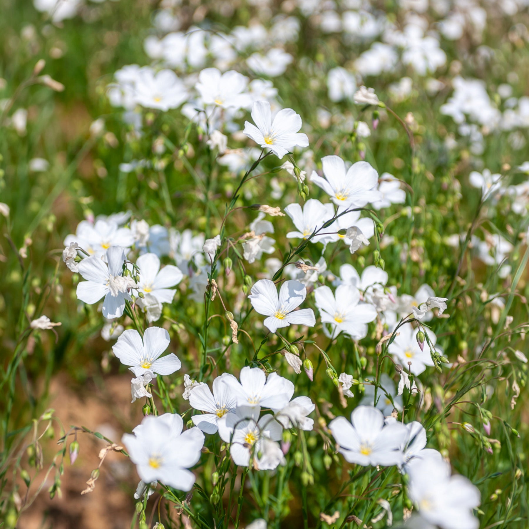 Linum perenne Diamant - Lin vivace Diamant - Graminées