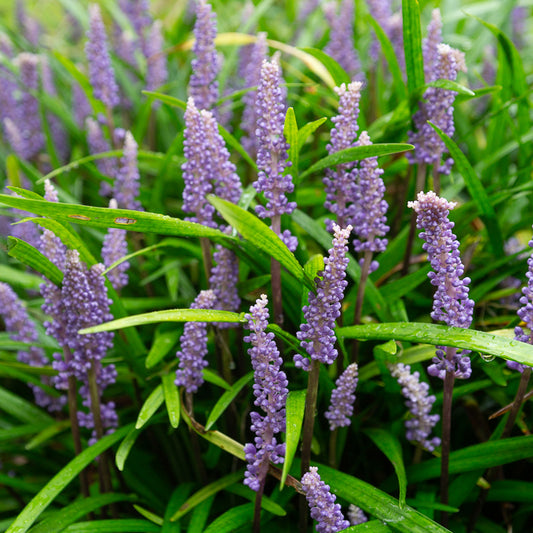 Liriope muscari