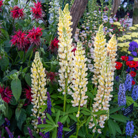 Lupinus polyphyllus Chandelier - 3 Lupins Chandelier - Lupin