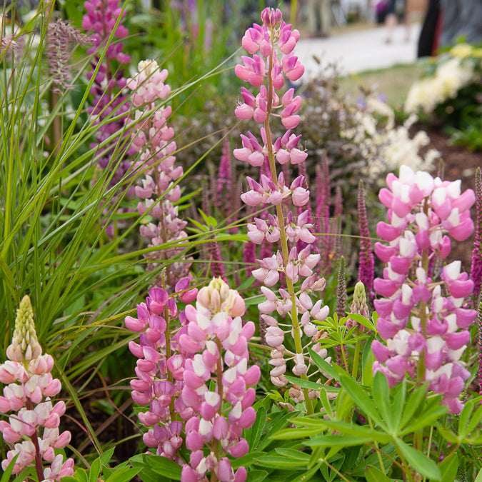 Lupin Gallery Pink - Lupinus Gallery Pink - Bakker