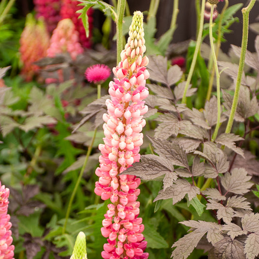 Lupin Gallery Pink - Bakker