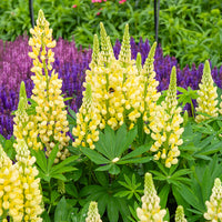 3 Lupins Gallery Yellow - Bakker
