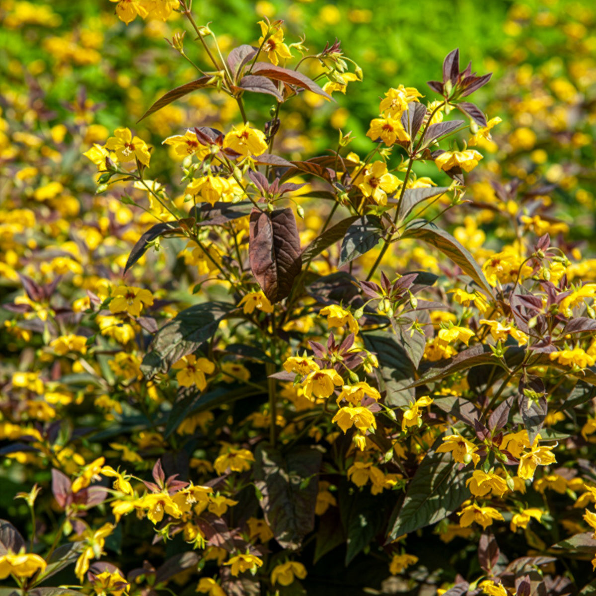 Lysimaque - Lysimaque ciliée Firecracker - Lysimachia ciliata Firecracker