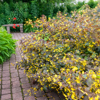 Lysimachia ciliata Firecracker - Lysimaque ciliée Firecracker - Lysimaque