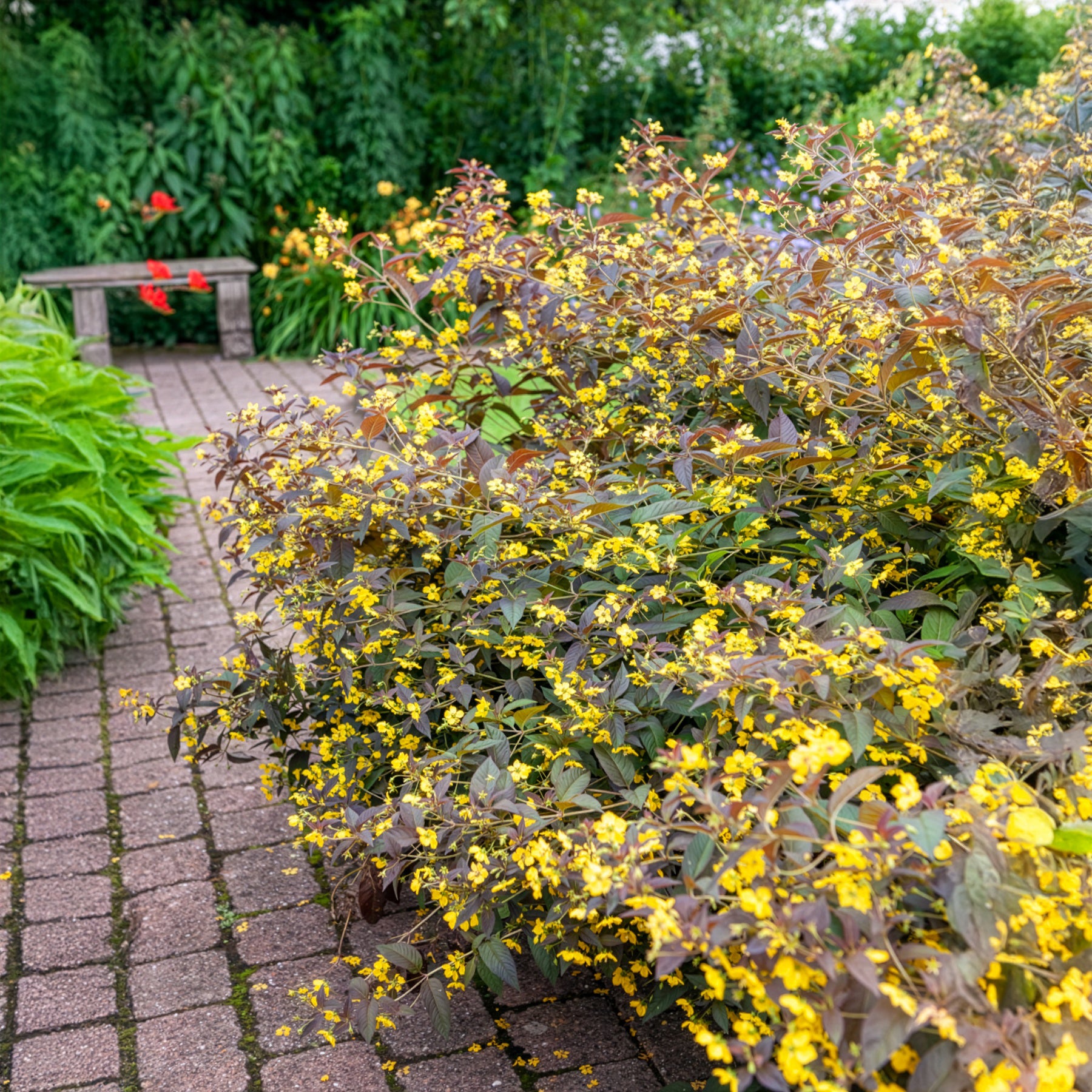 Lysimachia ciliata Firecracker - Lysimaque ciliée Firecracker - Lysimaque