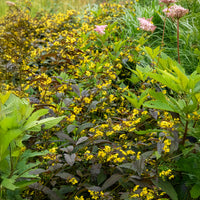 Lysimaque ciliée Firecracker - Lysimachia ciliata Firecracker - Bakker