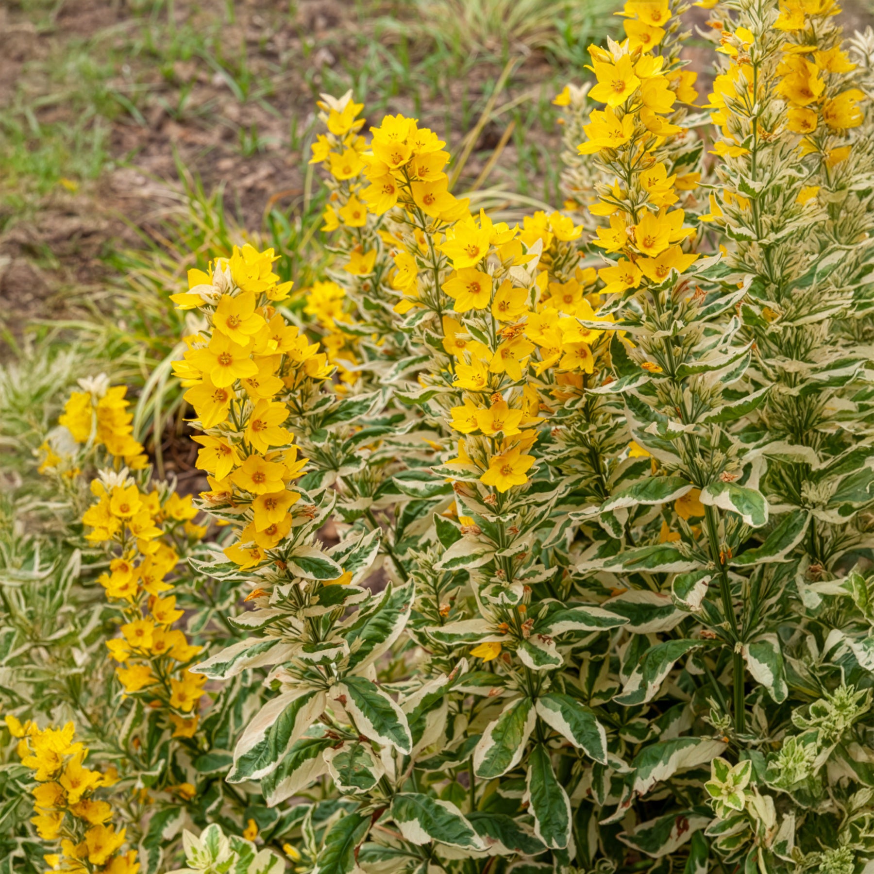 Lysimachia punctata Alexander - Lysimaque ponctuée Alexander - Lysimaque