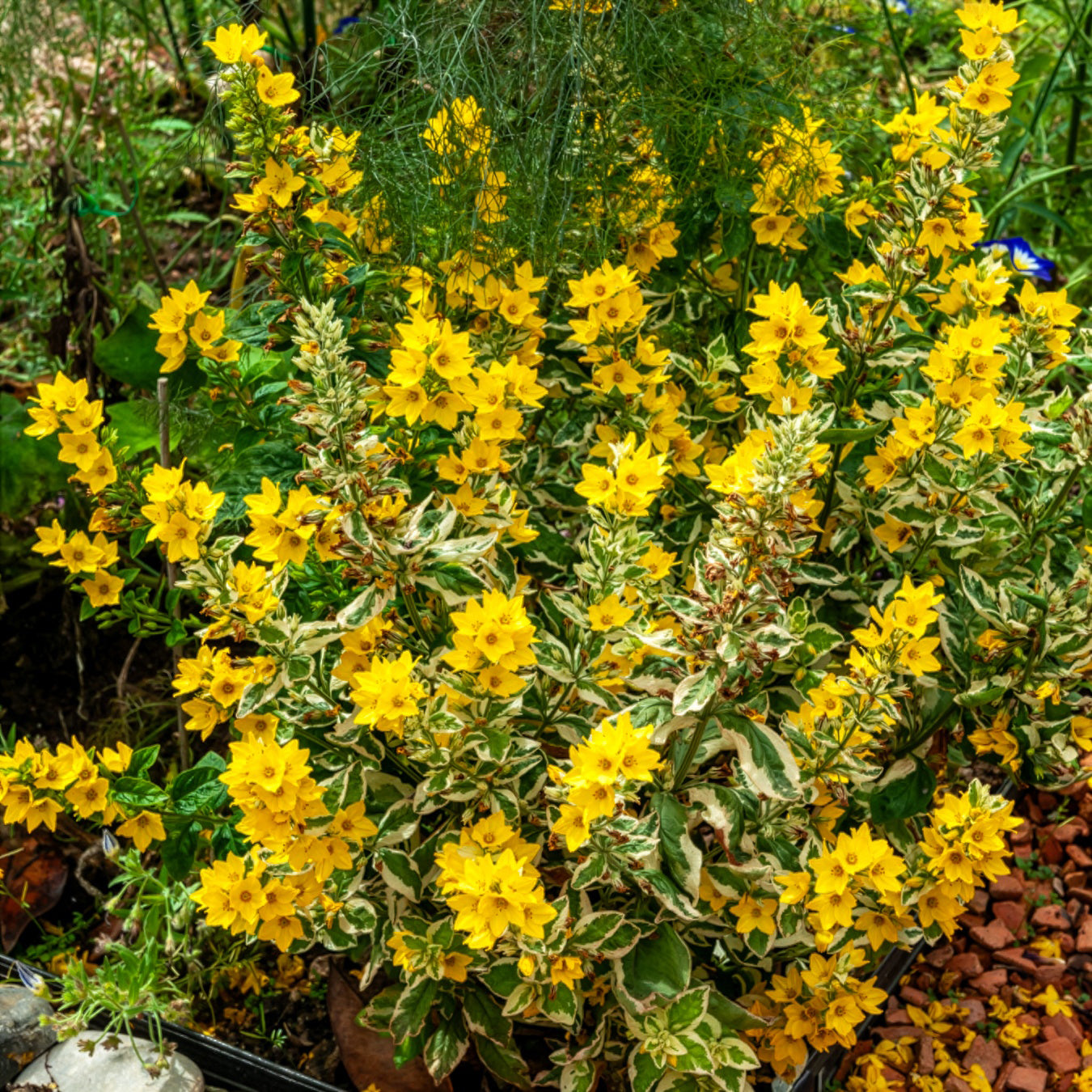 Lysimaque ponctuée Alexander - Lysimachia punctata Alexander - Bakker