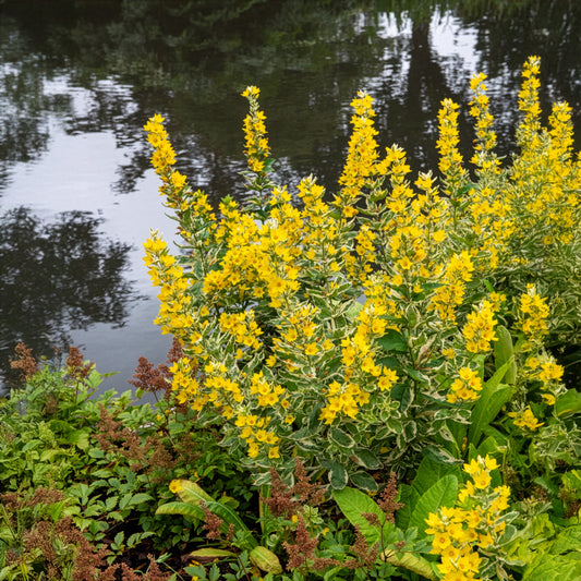 Lysimaque ponctuée Alexander - Bakker