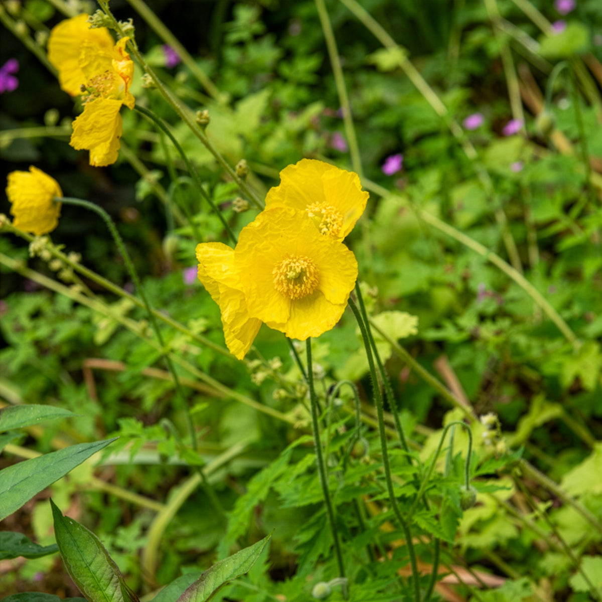 Vivaces fleuries - Pavot du Pays de Galles - Meconopsis cambrica