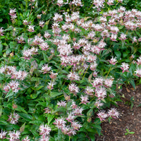 Monarde - Monarde bradburiana Bergamote sauvage - Monarda bradburiana