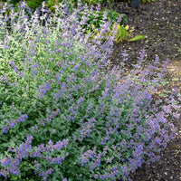 3 Nepetas Dropmore - Nepeta faassenii Dropmore - Bakker