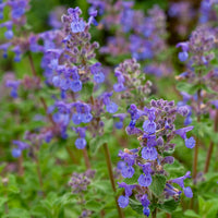Nepeta mussinii - 3 Nepetas mussinii - Plantes vivaces