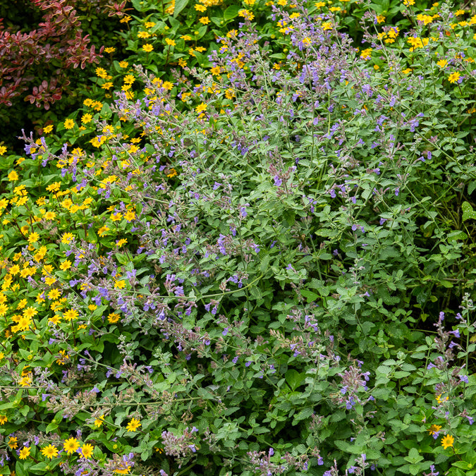 Nepeta mussinii - Bakker