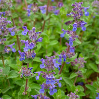 Plantes vivaces - 3 Nepetas mussinii - Nepeta mussinii