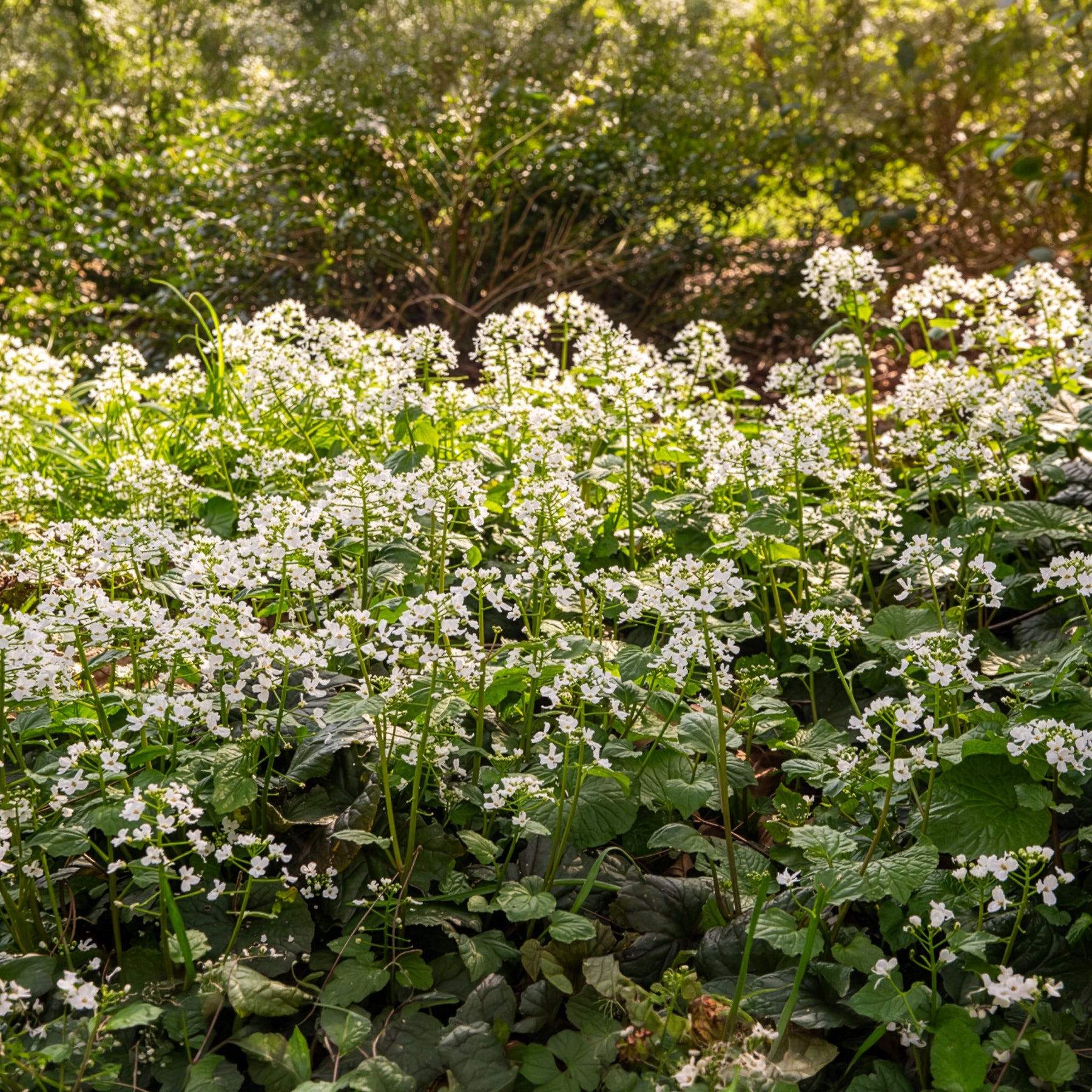Vente Pachyphragma macrophyllum - Pachyphragma macrophyllum