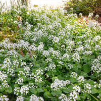 Vente Pachyphragma macrophyllum