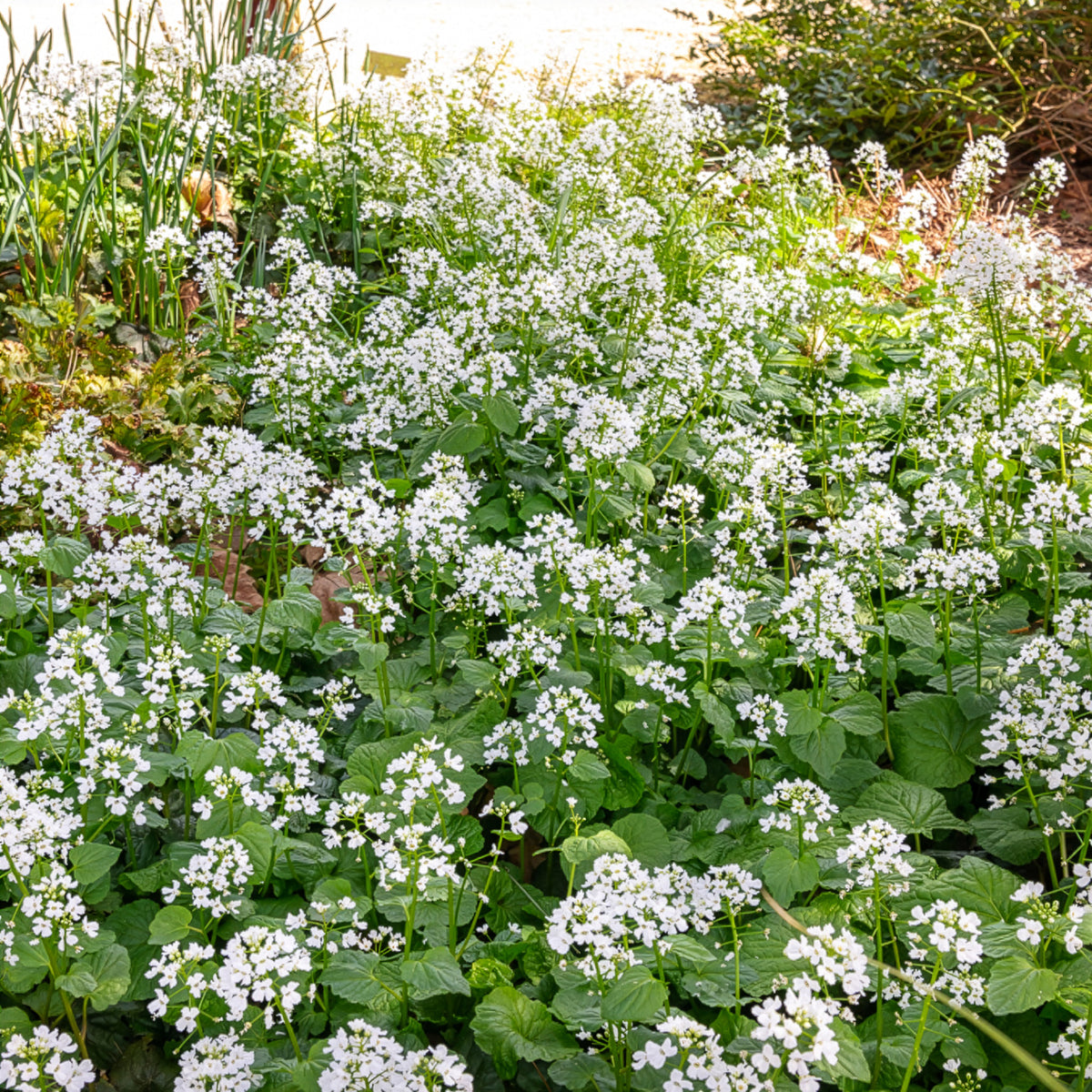 Vente Pachyphragma macrophyllum