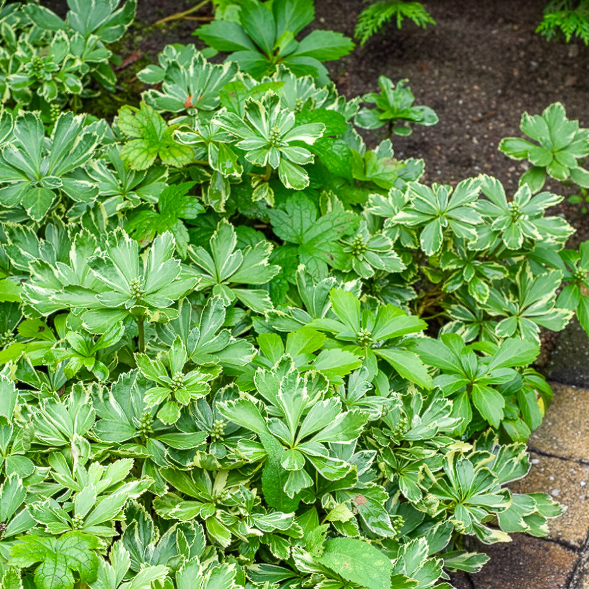 Pachysandre du Japon panaché - Pachysandra terminalis variegata - Bakker