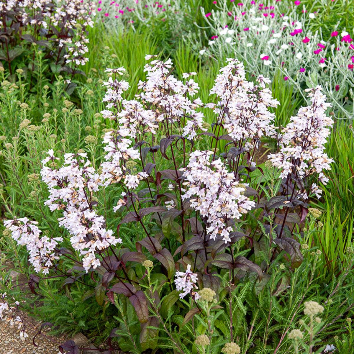 Galane - Galane Husker Red - Penstemon - Penstemon digitalis Husker Red