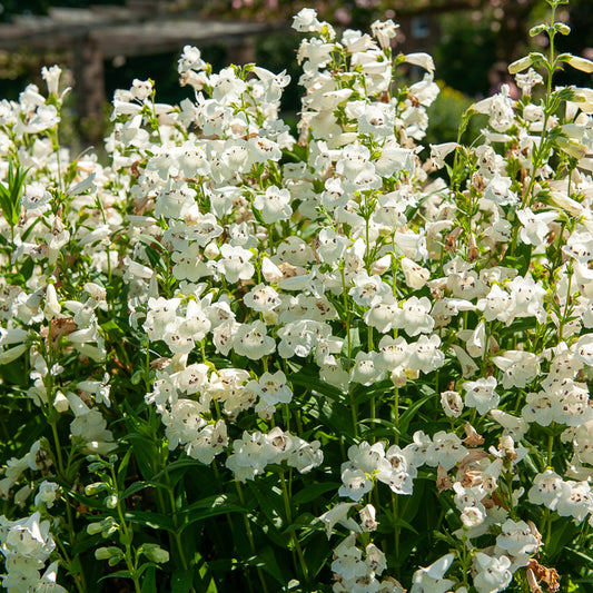 Galane White Bedder - Penstemon - Bakker