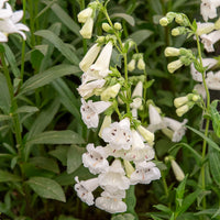 Penstemon White Bedder - Galane White Bedder - Penstemon - Plantes vivaces