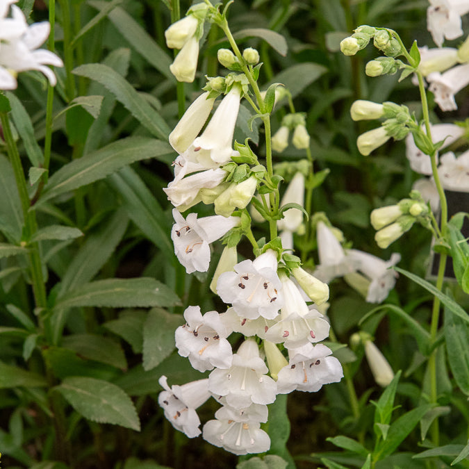Penstemon White Bedder - Galane White Bedder - Penstemon - Galane