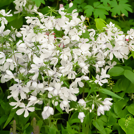 Phlox divaricata May Breeze - Bakker
