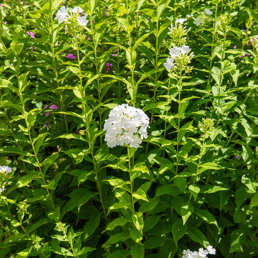 Phlox paniculé Fujiyama - Bakker