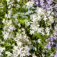 Phlox - 3 Phlox mousse White Delight - Phlox subulata White Delight