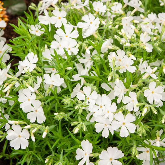 3 Phlox mousse White Delight - Bakker