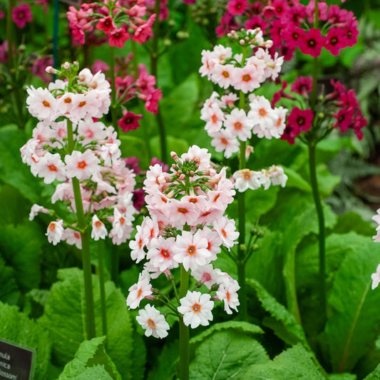 Primevère japonaise Apple Blossom - Bakker