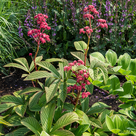 Rodgersia Chocolate Wings - Bakker