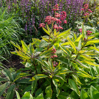 Rodgersia Chocolate Wings - Rodgersia pinnata Chocolate Wings - Bakker