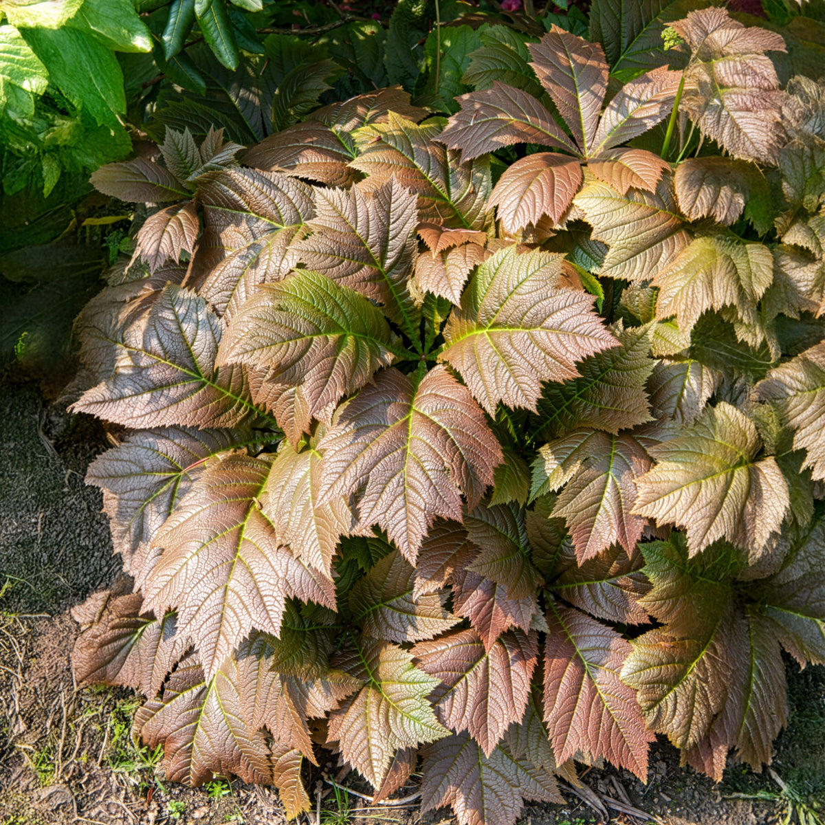 Rodgersia à feuilles larges - Rodgersia podophylla - Bakker