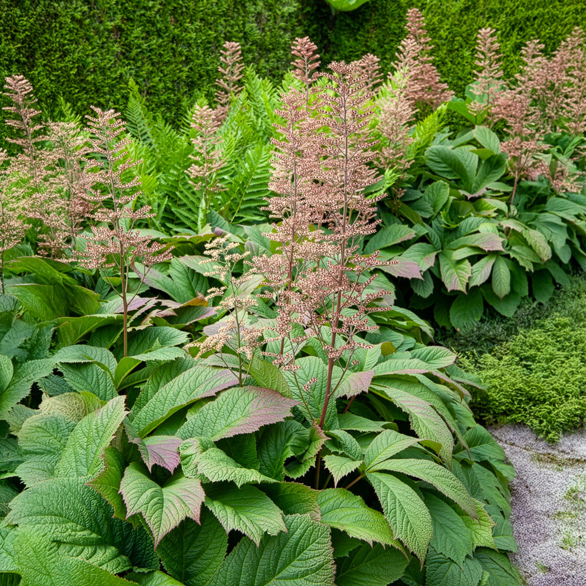 Vente Rodgersia à feuilles larges - Rodgersia podophylla