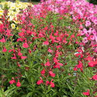 Salvia greggii Lipstick - Sauge Lipstick - Sauges