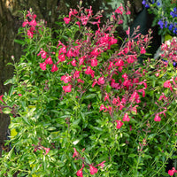 Sauge Lipstick - Salvia greggii Lipstick - Bakker