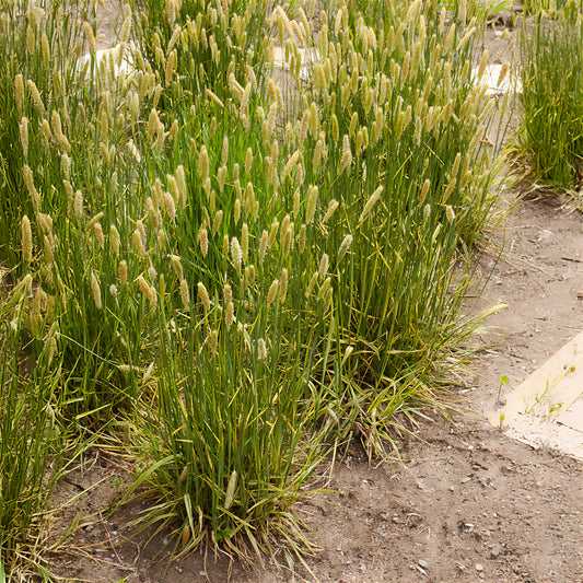 Vulpin des prés panaché - Bakker