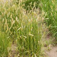 Vulpin des prés panaché - Alopecurus pratensis Aureovariegatus - Bakker