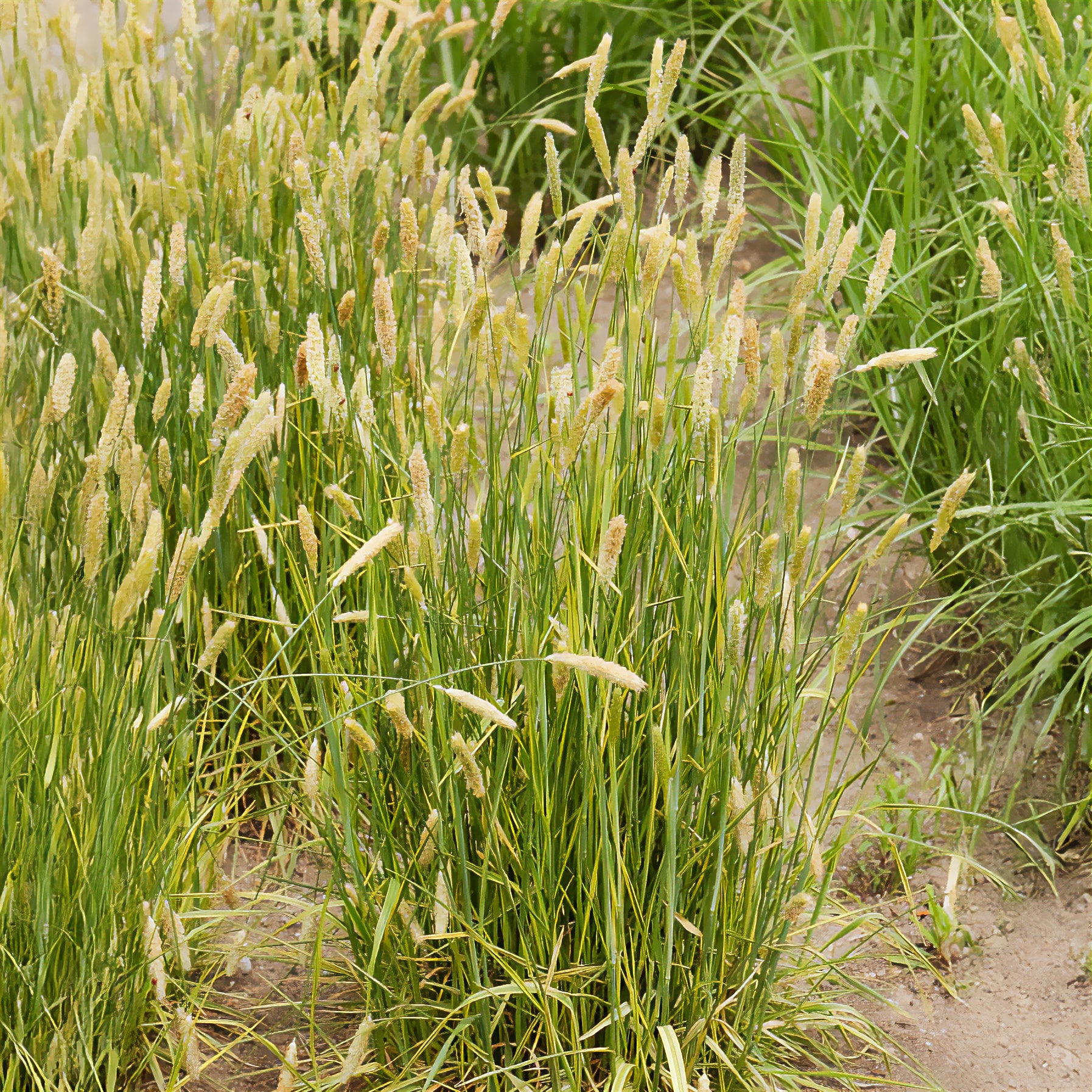 Vulpin des prés panaché - Alopecurus pratensis Aureovariegatus - Bakker